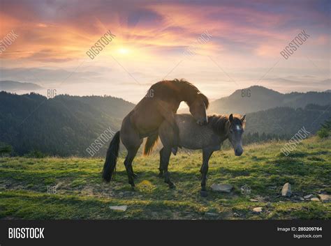 horseblowjob|Horse blowjob .